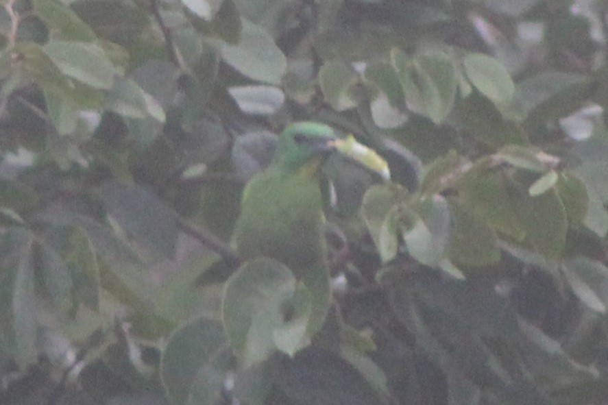 Green Shrike-Vireo - ML622834001