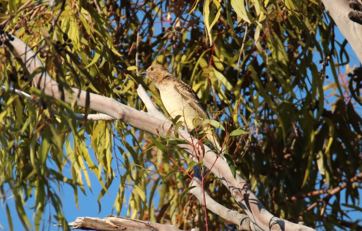 Spotted Bowerbird - Sharon Redman