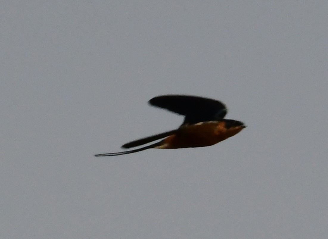 Rufous-chested Swallow - ML622834026