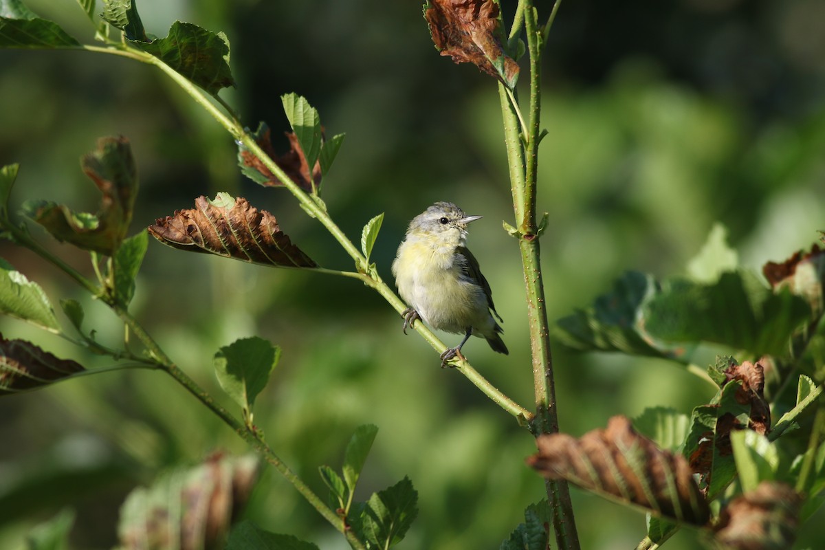 Tennessee Warbler - ML622834056