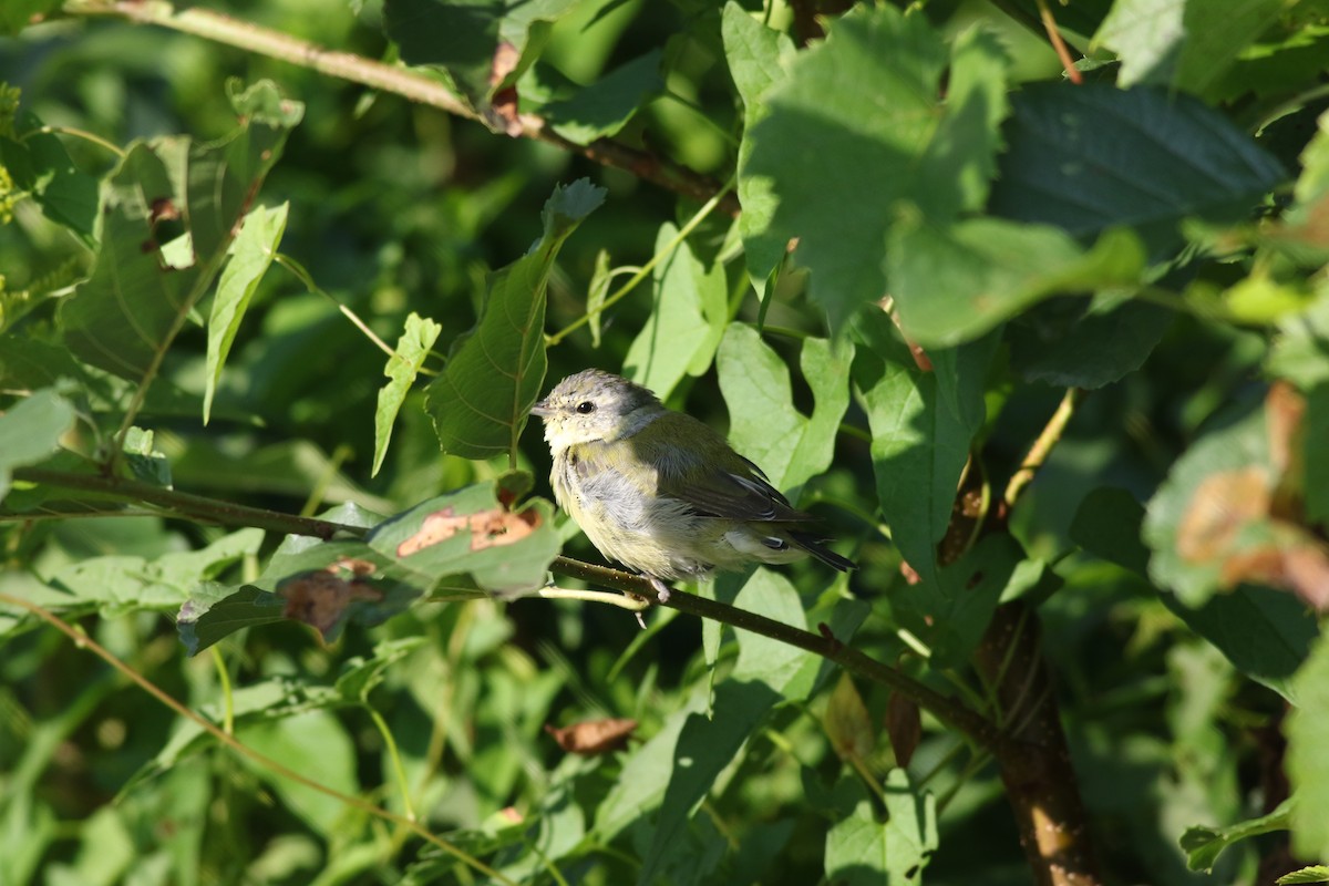 Tennessee Warbler - ML622834058