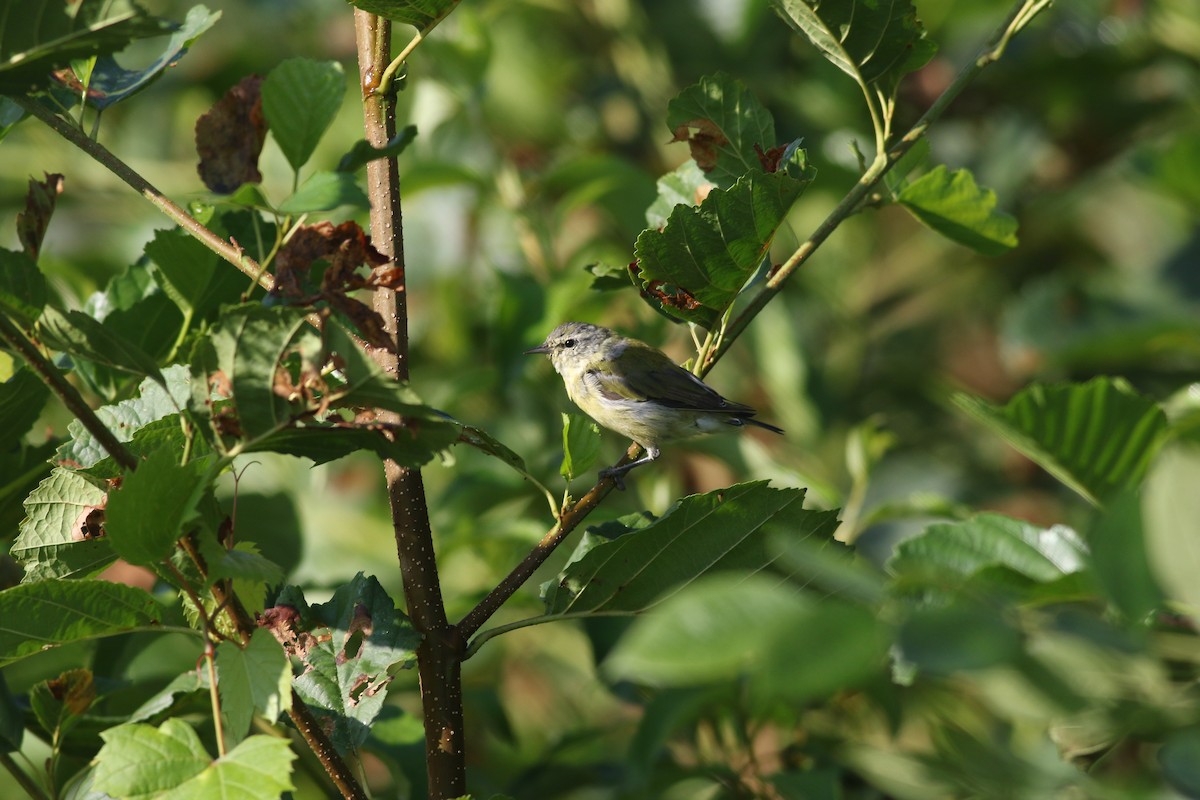 Tennessee Warbler - ML622834059