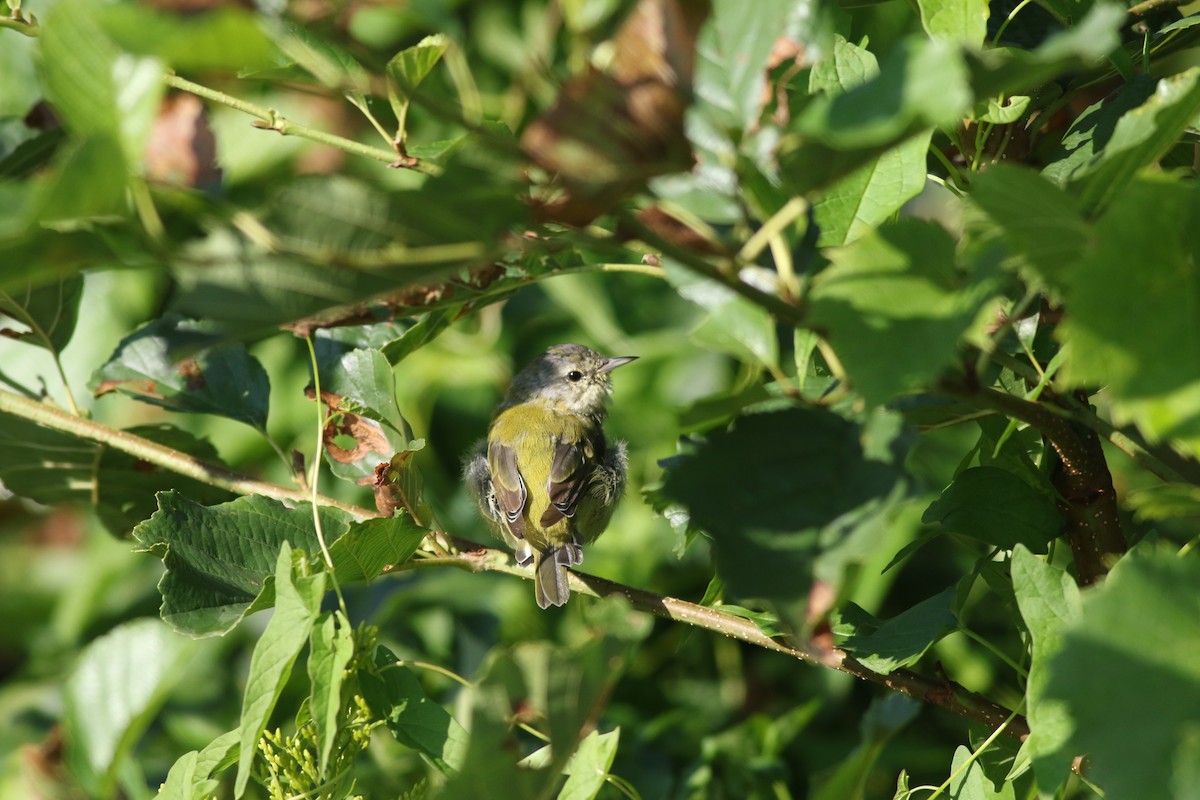 Tennessee Warbler - ML622834060