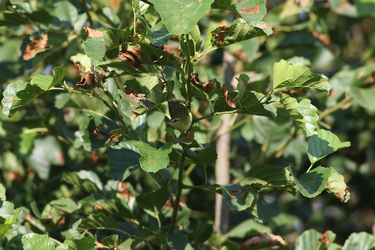 Tennessee Warbler - ML622834061