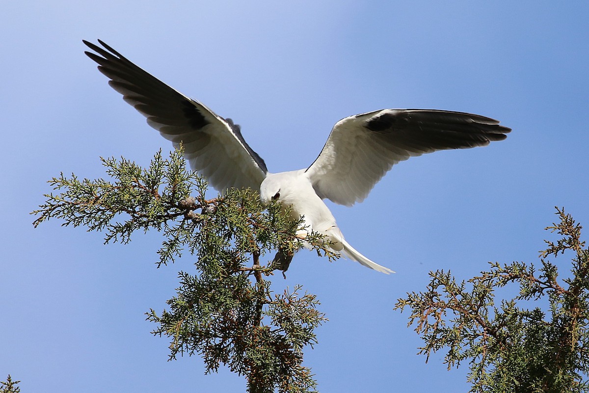 Black-shouldered Kite - ML622834086