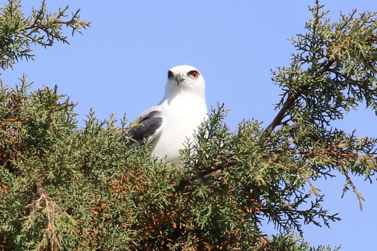 Black-shouldered Kite - ML622834087