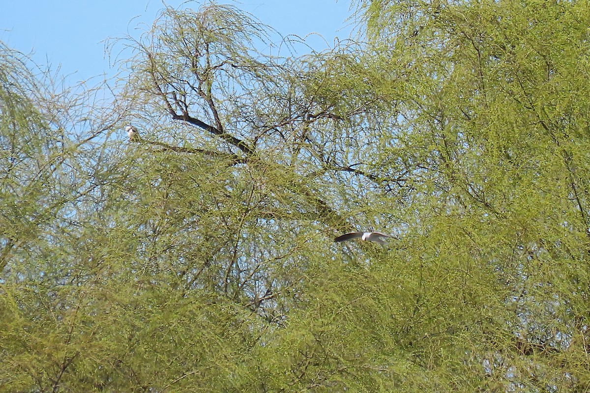 Black-shouldered Kite - ML622834088