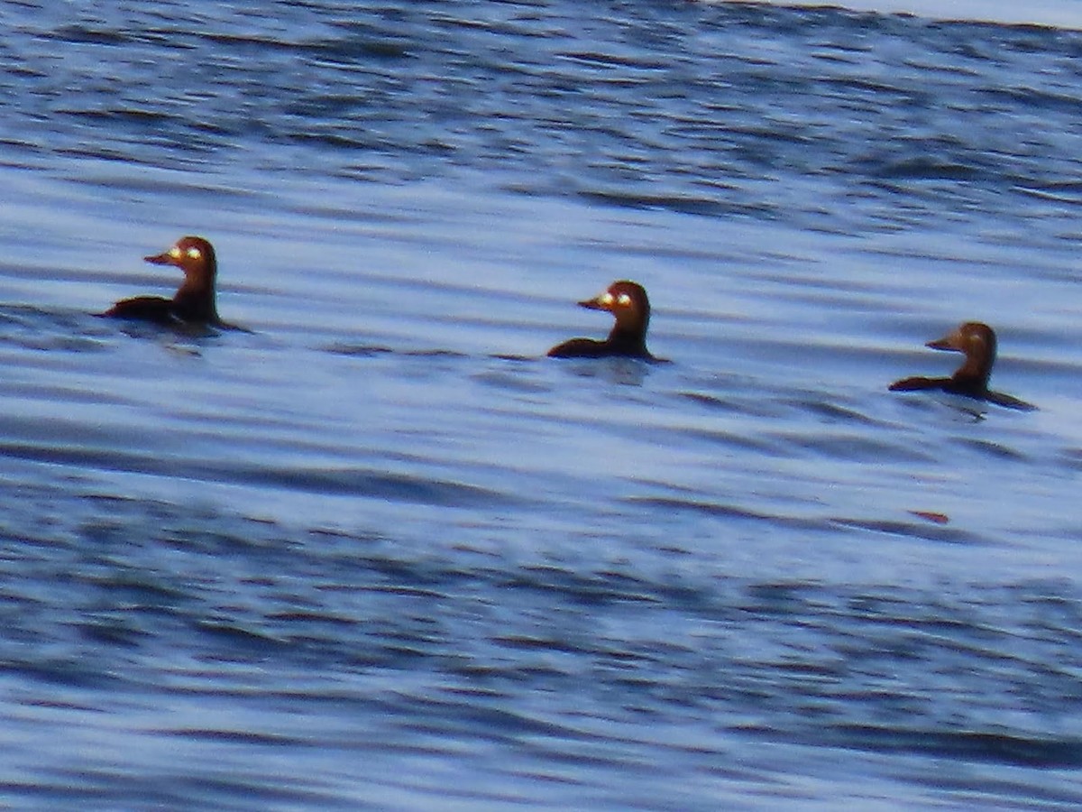 Velvet Scoter - Andrew Collins