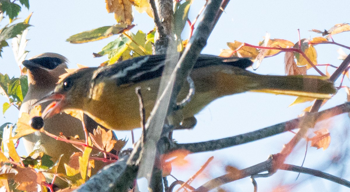 Baltimore Oriole - Mary Alice HAYWARD