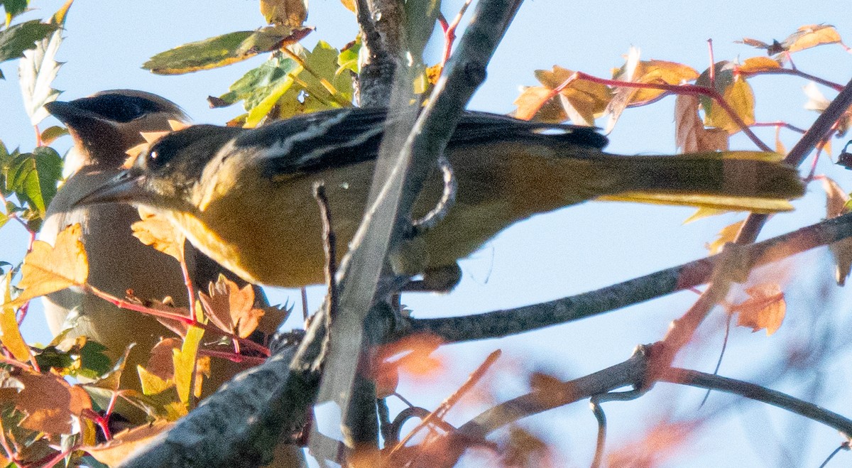 Baltimore Oriole - Mary Alice HAYWARD