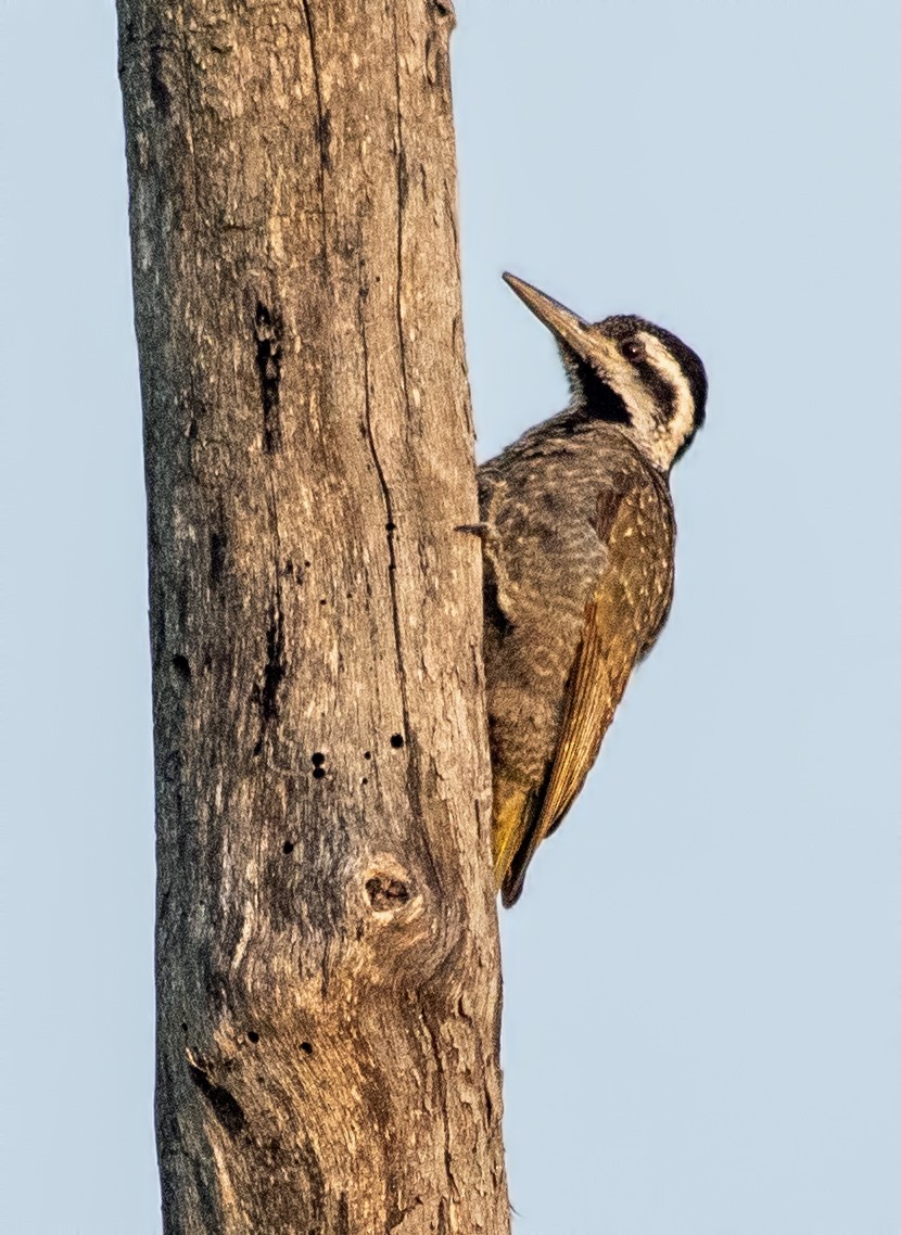 Bearded Woodpecker - Jack Bucknall