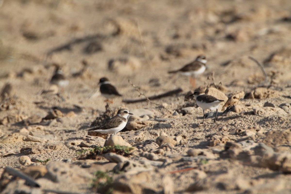 Kentish Plover - ML622834225