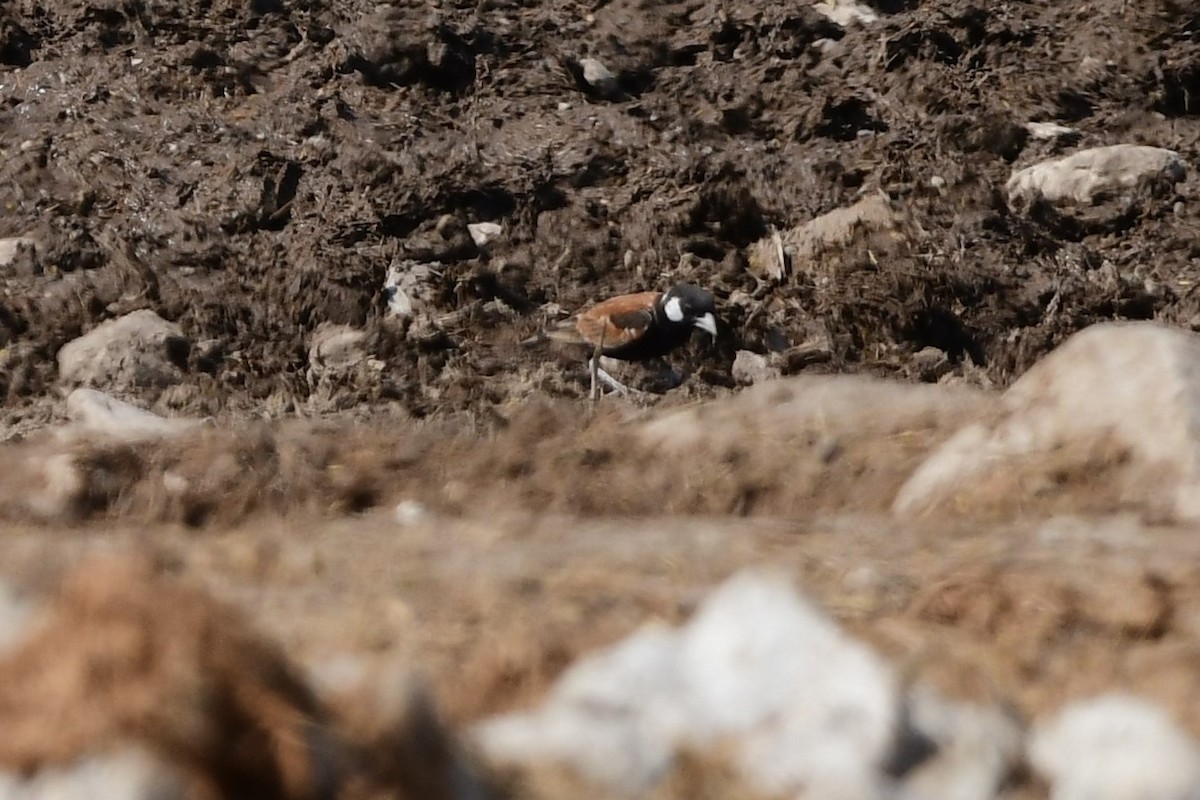 Chestnut-backed Sparrow-Lark - ML622834303
