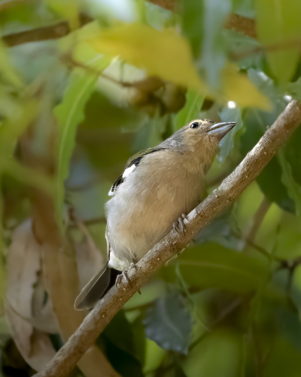 Madeira Chaffinch - ML622834353