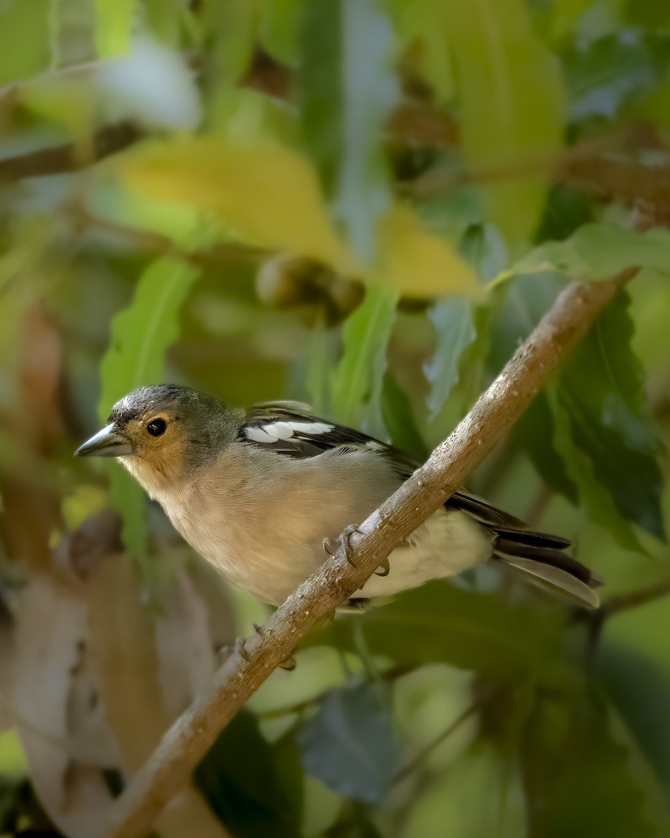 Madeira Chaffinch - ML622834354