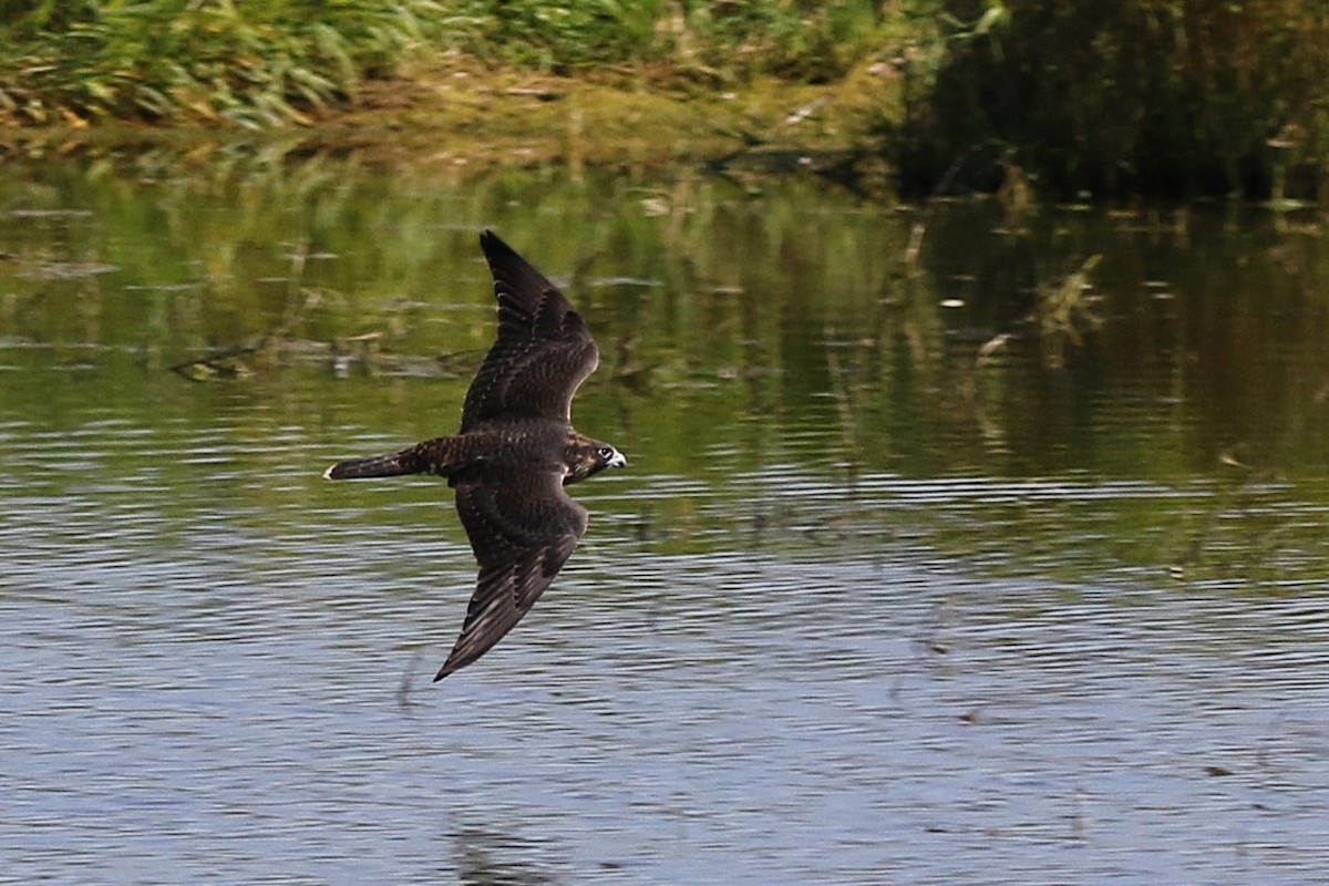 Peregrine Falcon - ML622834397