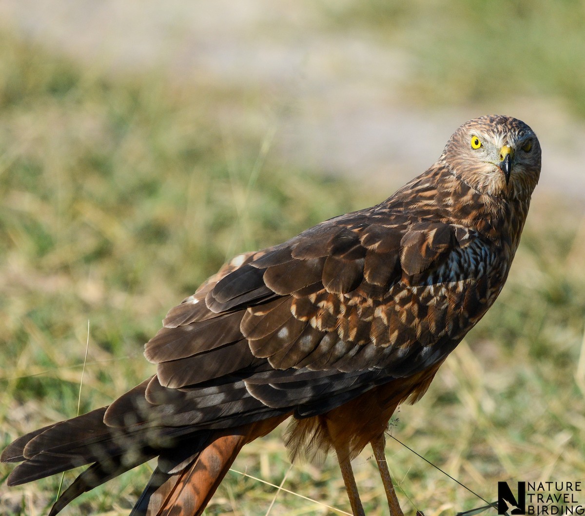 African Marsh Harrier - ML622834405