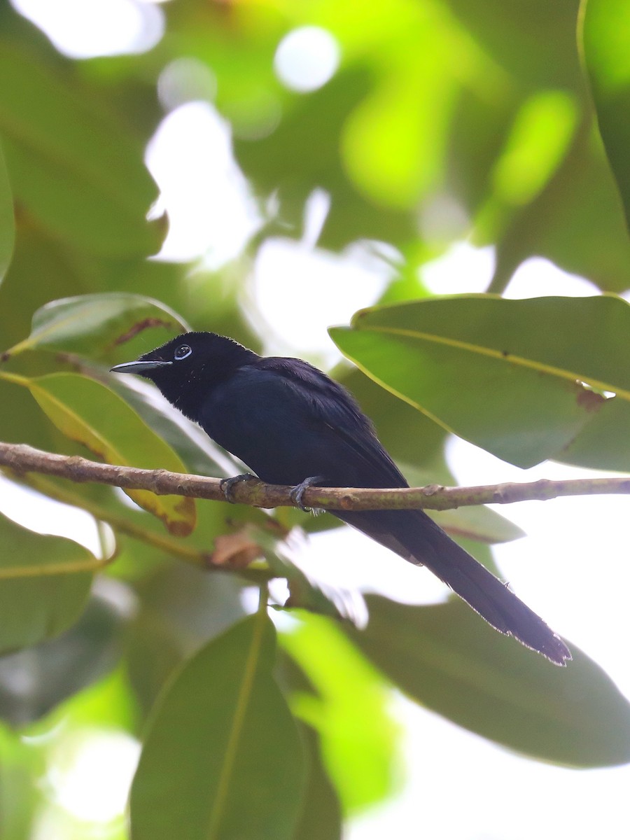 Seychelles Paradise-Flycatcher - Matthias Alberti