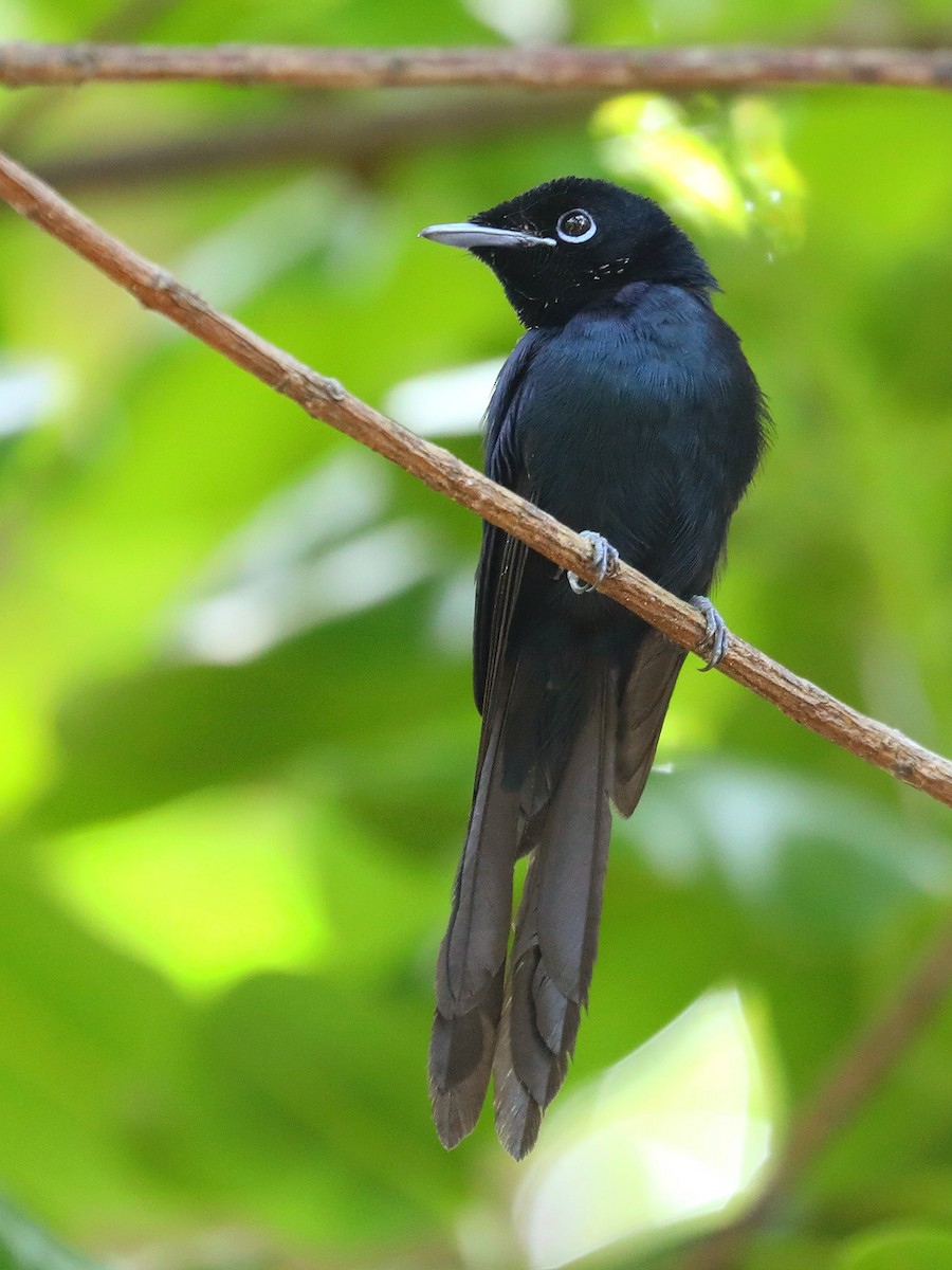 Seychelles Paradise-Flycatcher - ML622834428