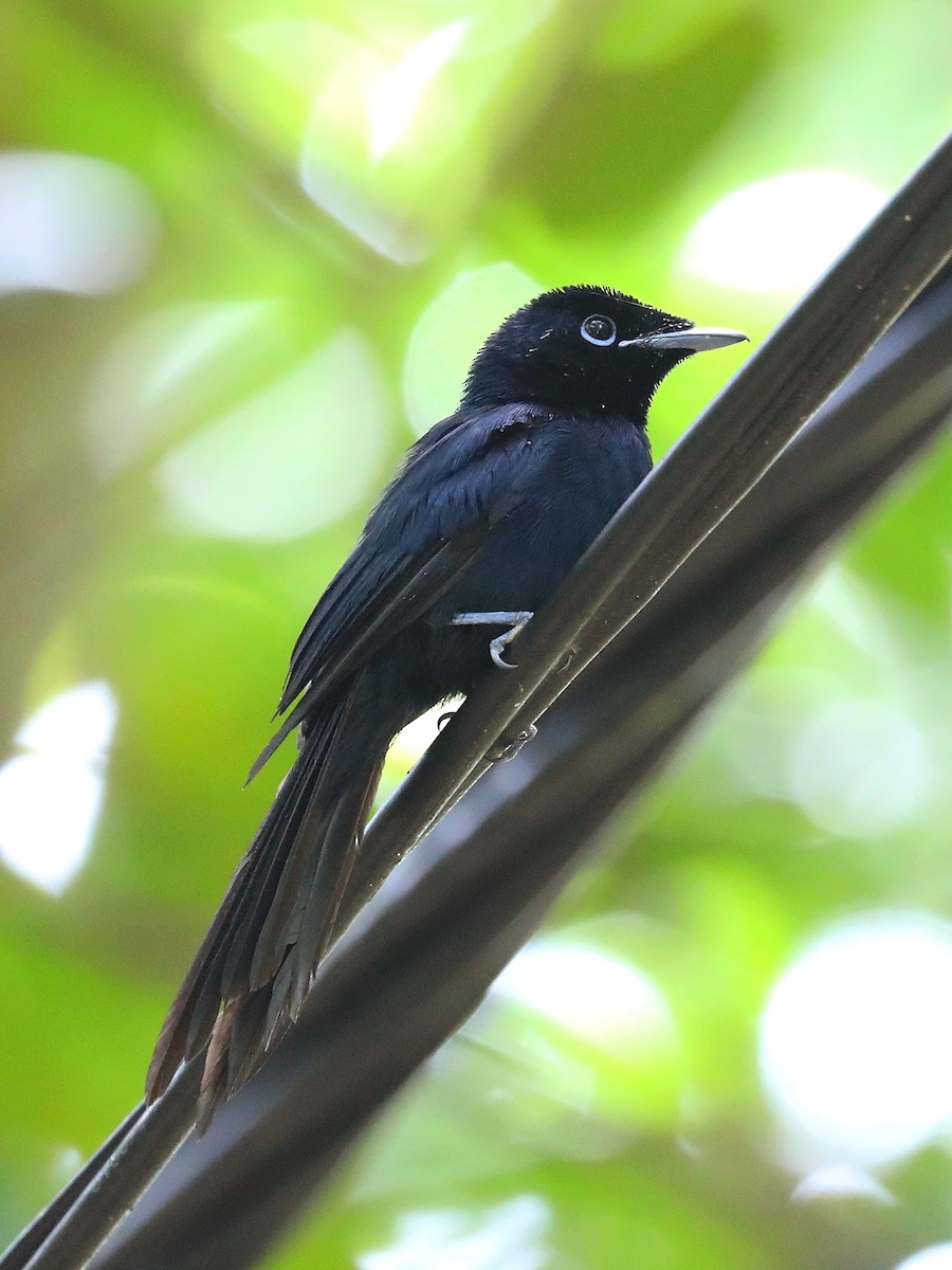 Seychelles Paradise-Flycatcher - ML622834429