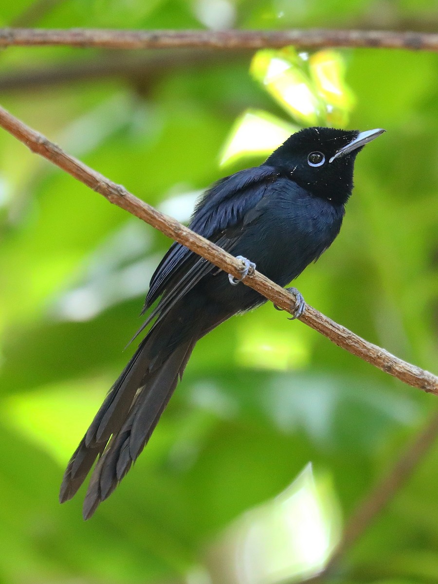 Seychelles Paradise-Flycatcher - ML622834430