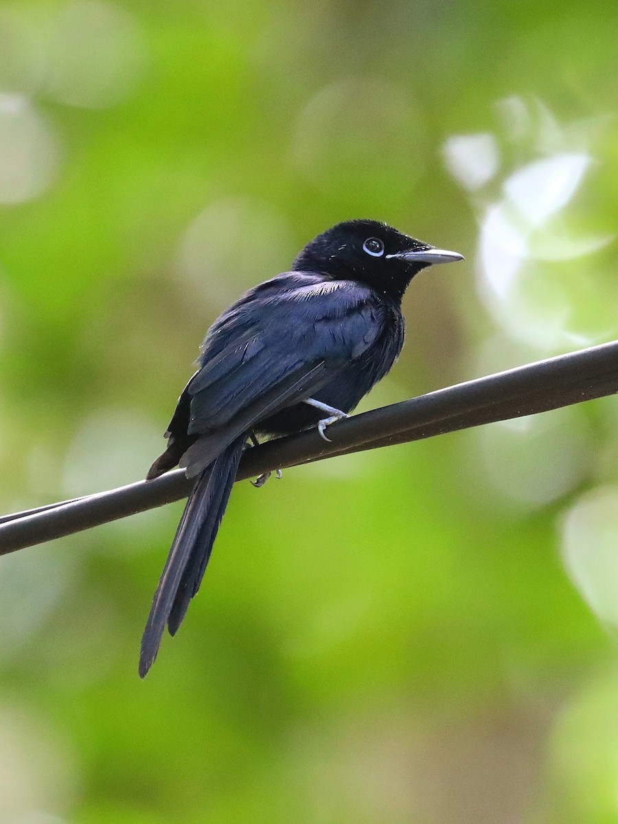 Seychelles Paradise-Flycatcher - Matthias Alberti