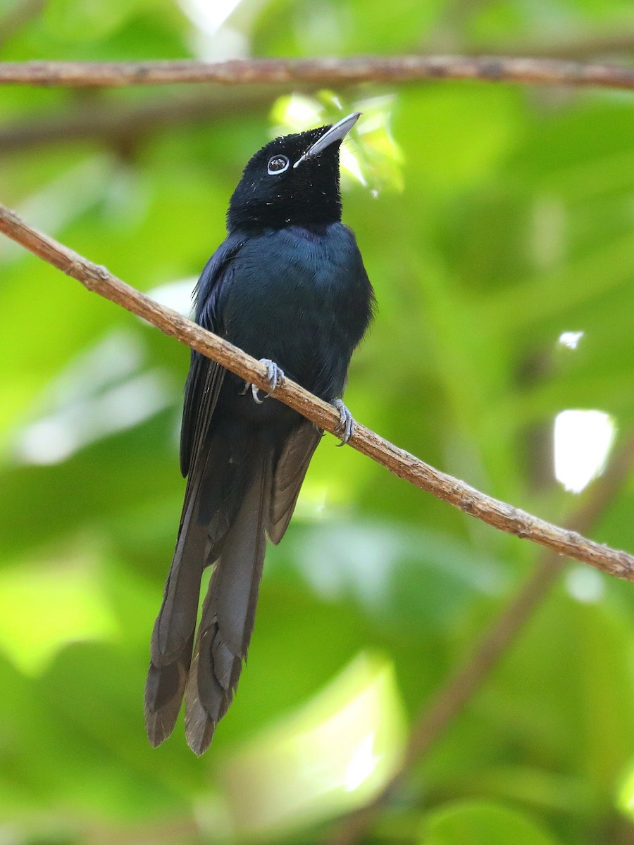 Seychelles Paradise-Flycatcher - ML622834432