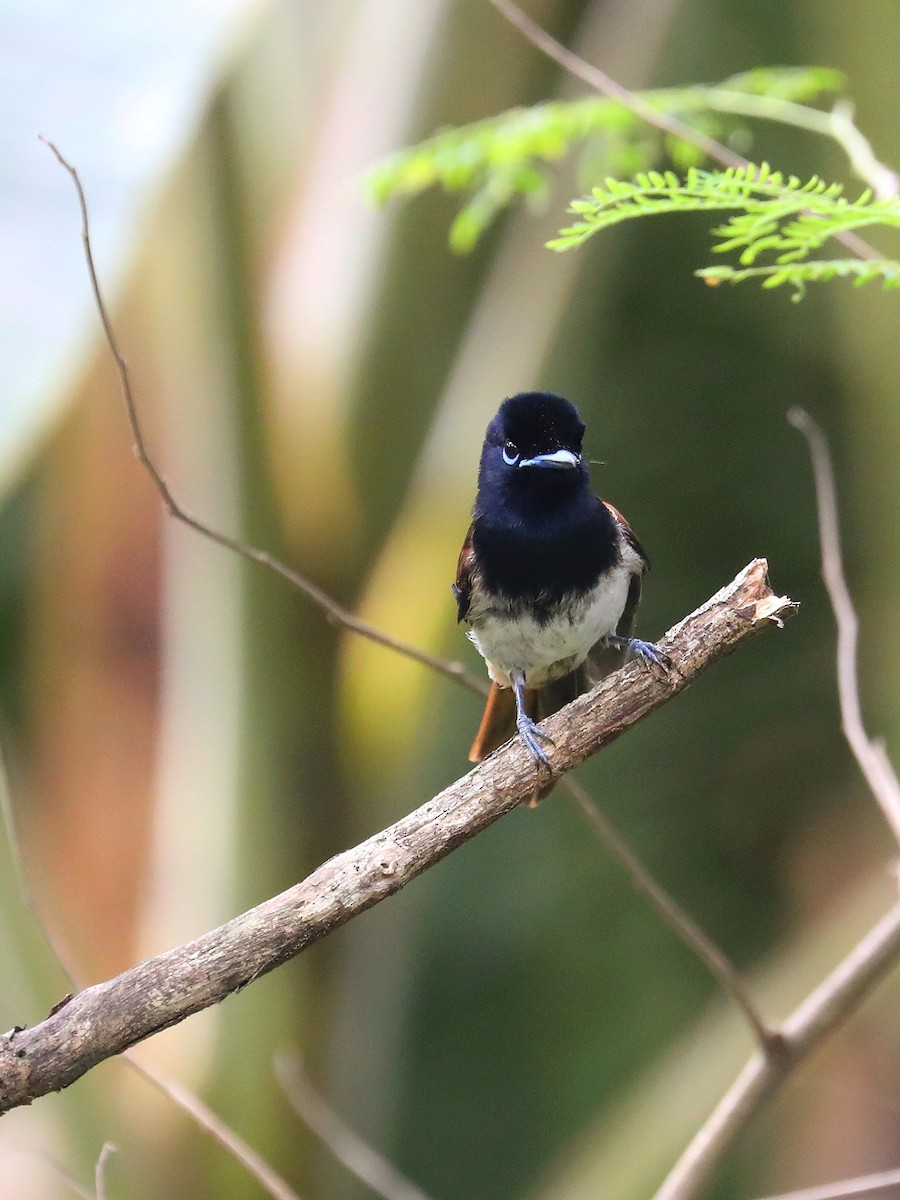 Seychelles Paradise-Flycatcher - ML622834454