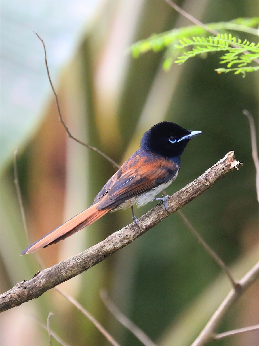 Seychelles Paradise-Flycatcher - ML622834455