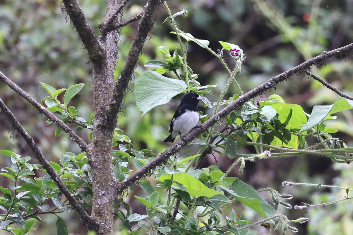 Black-and-white Seedeater - ML622834459