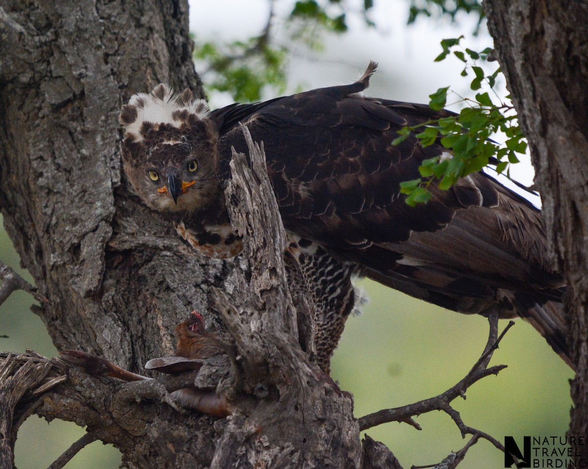 Crowned Eagle - Marc Cronje- Nature Travel Birding