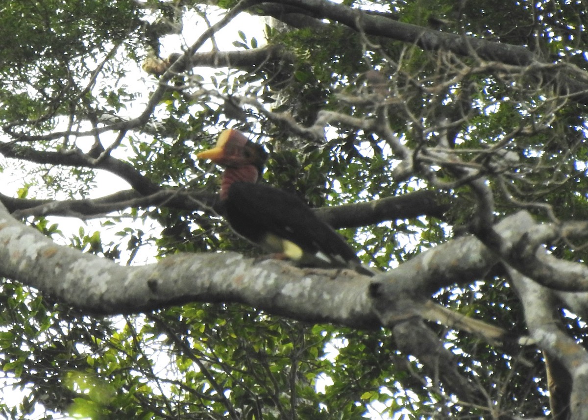 Helmeted Hornbill - ML622834489