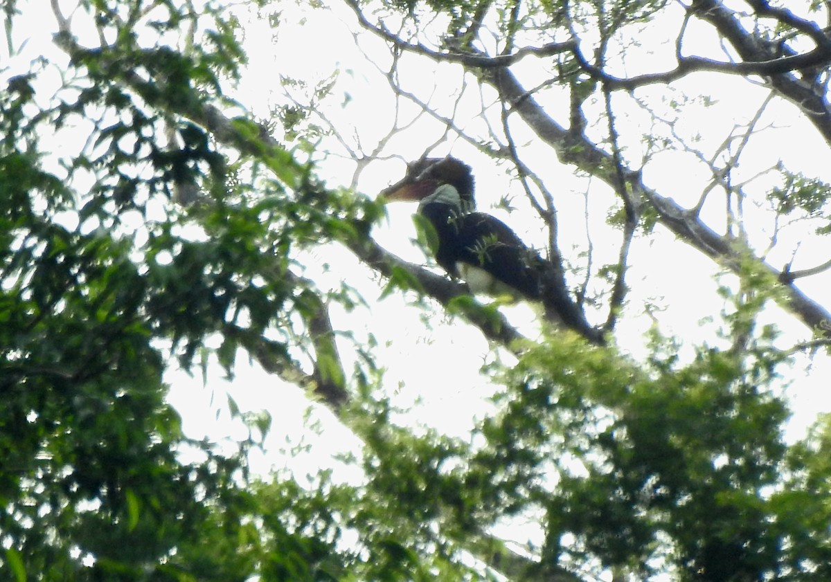 Helmeted Hornbill - ML622834490