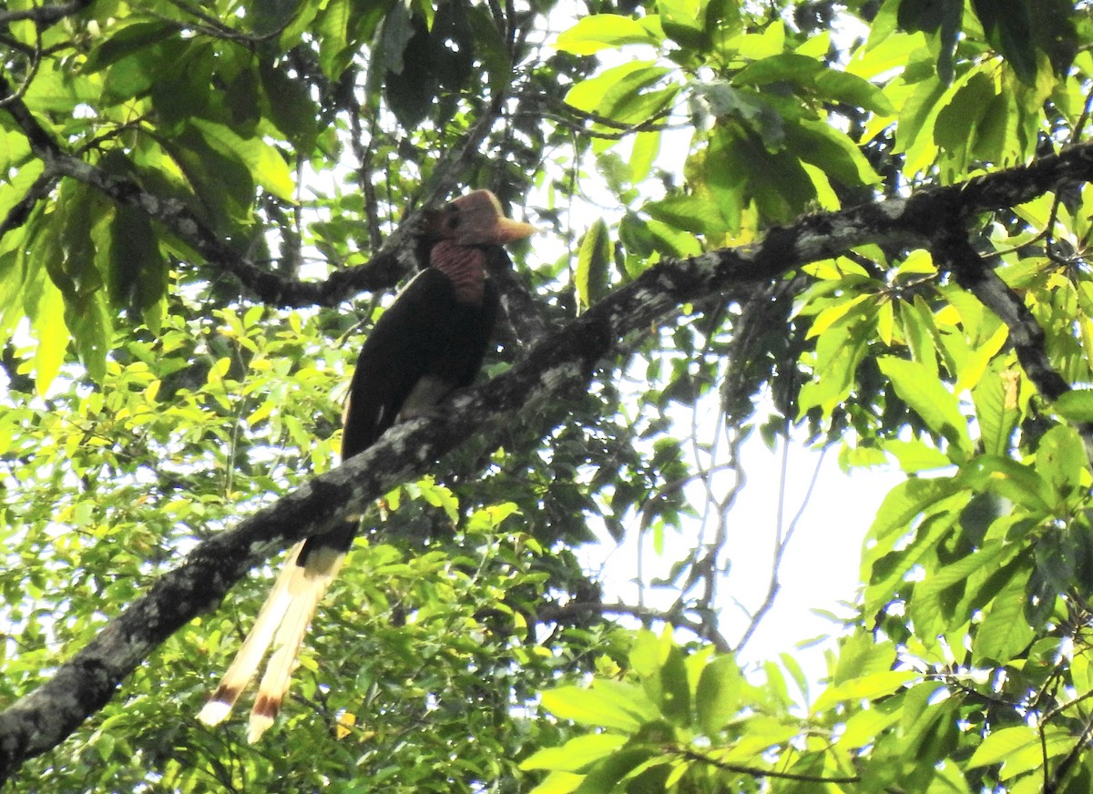 Helmeted Hornbill - ML622834491