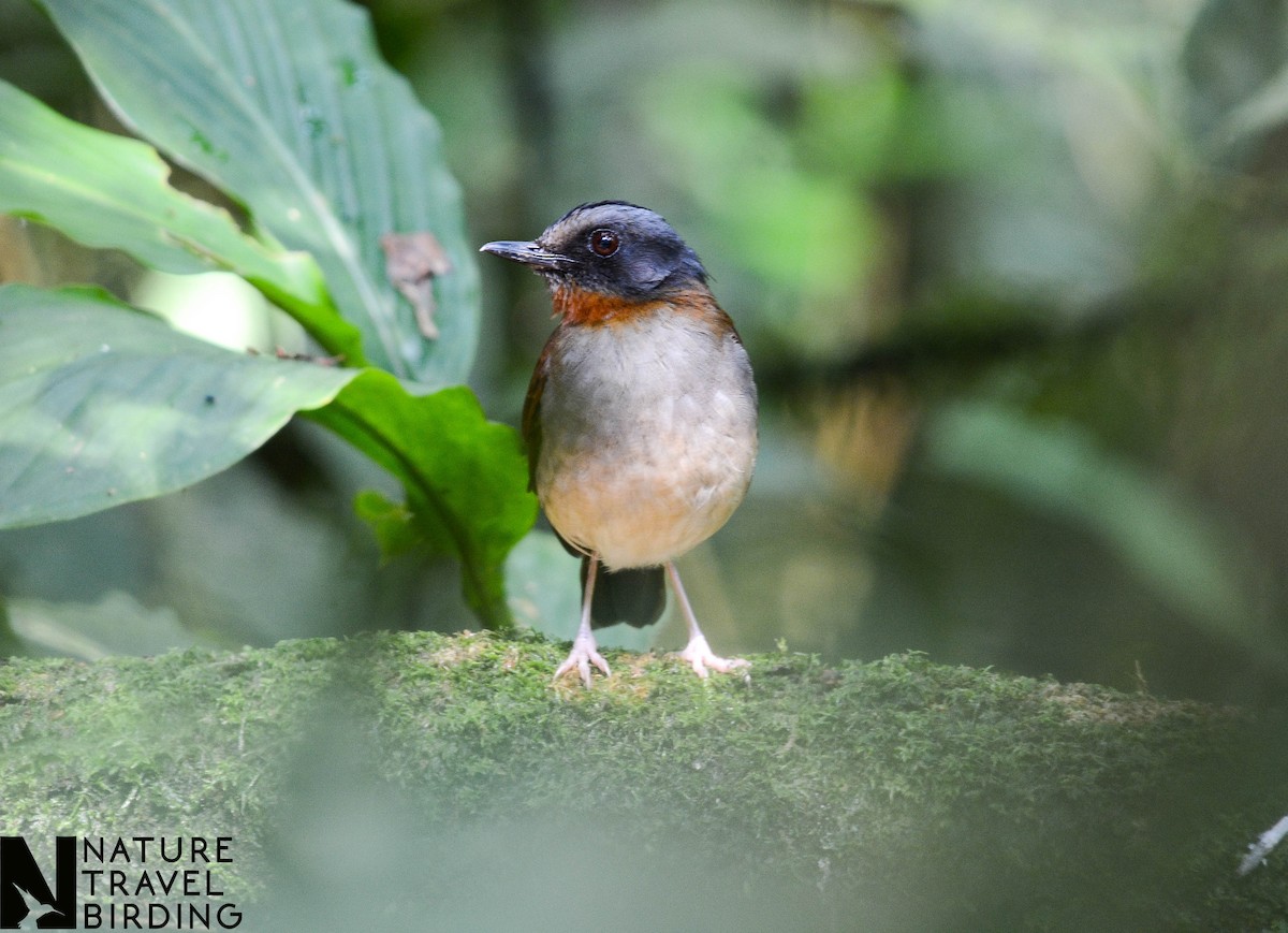 Red-throated Alethe - ML622834493