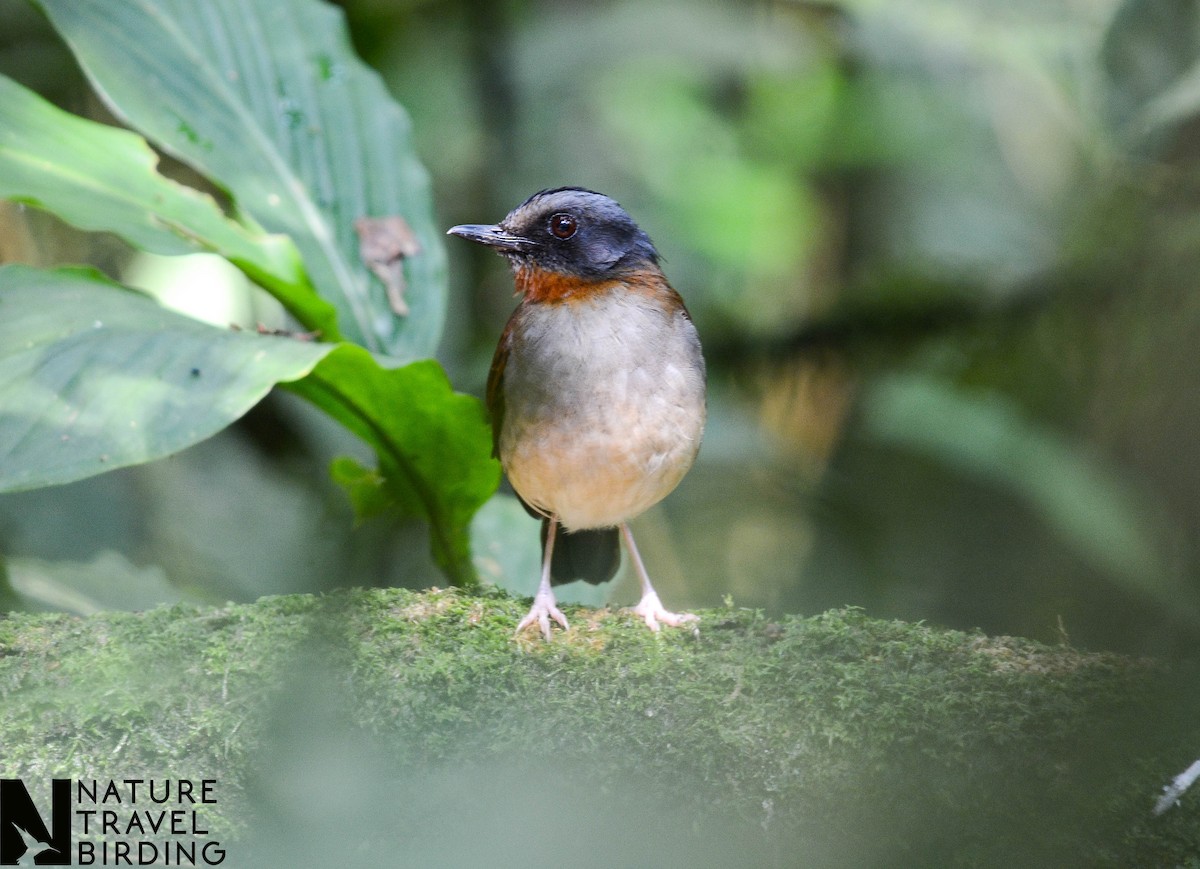 Red-throated Alethe - Marc Cronje- Nature Travel Birding