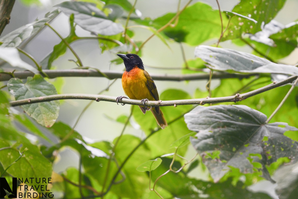 Strange Weaver - ML622834507