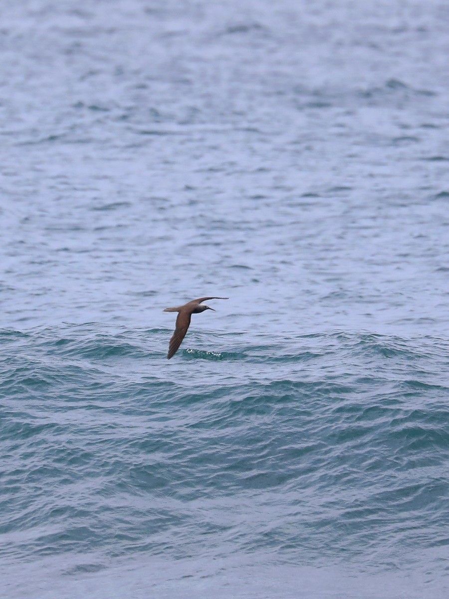 Lesser Noddy - ML622834508