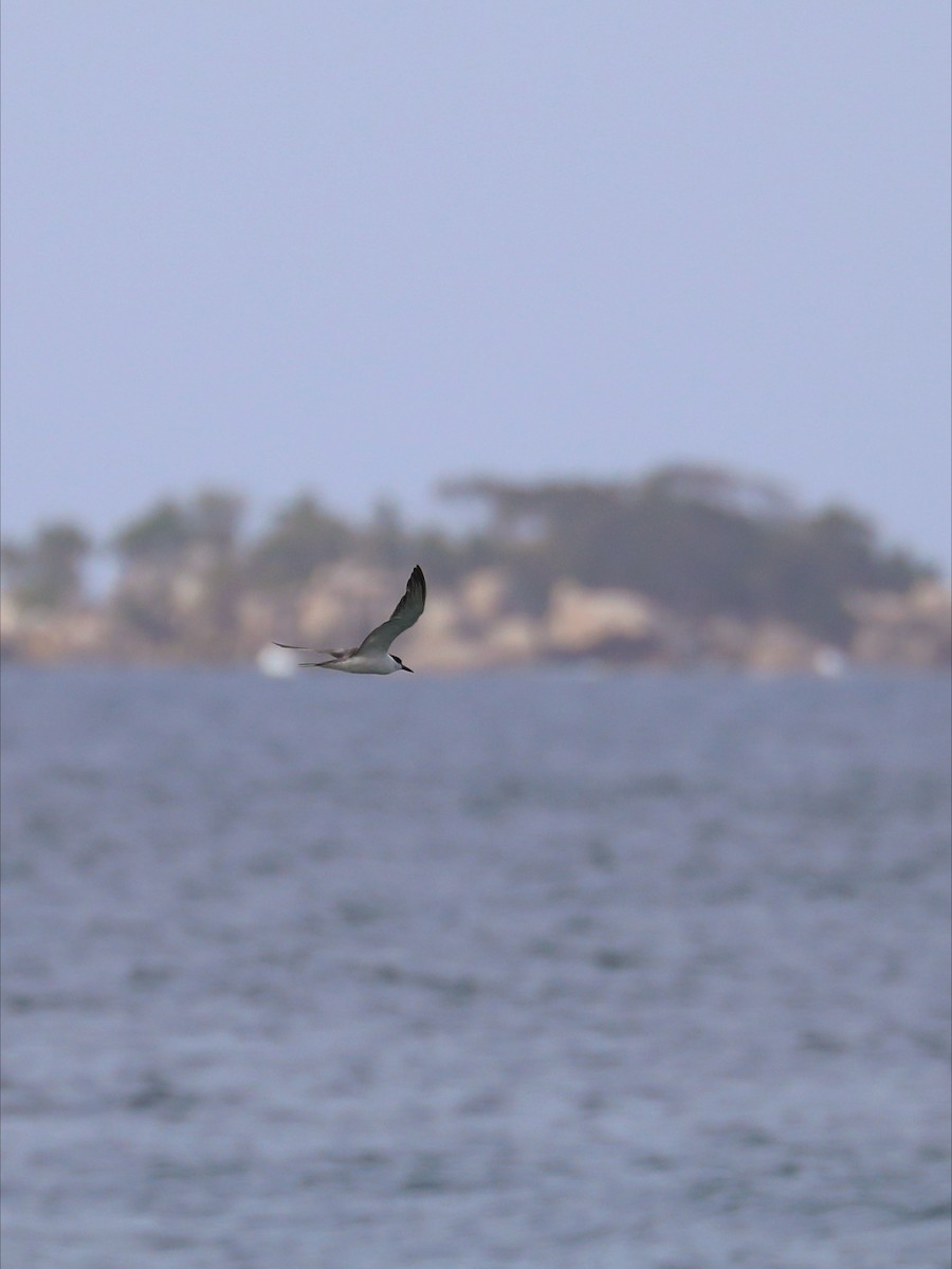 Bridled Tern - ML622834510