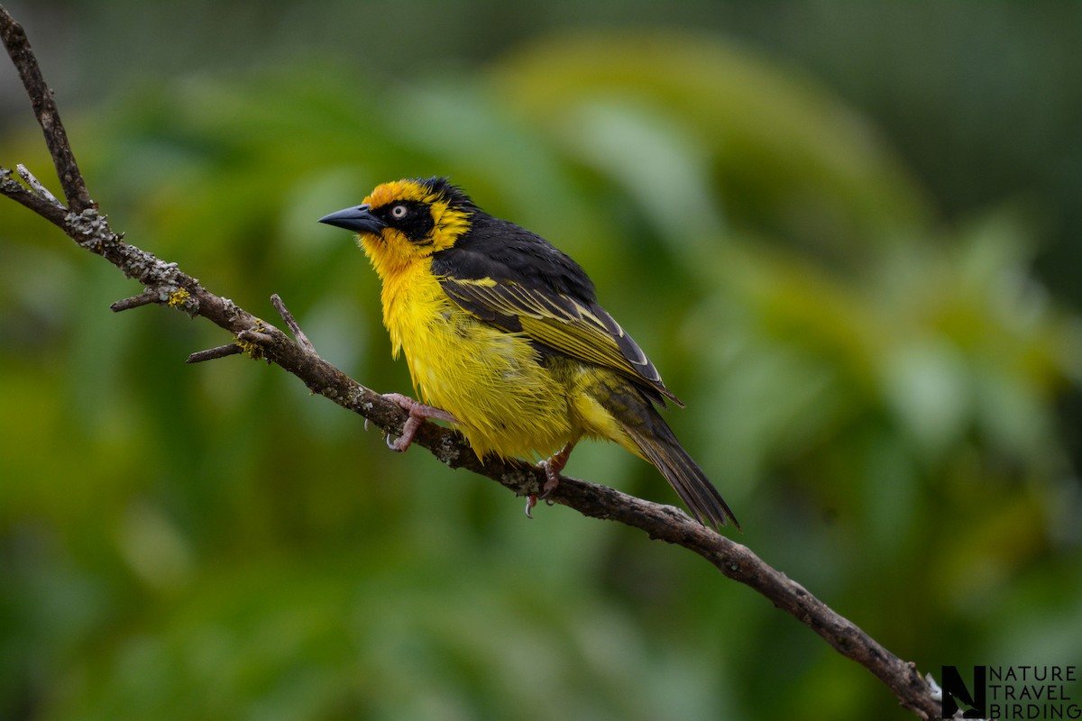 Baglafecht Weaver - Marc Cronje- Nature Travel Birding