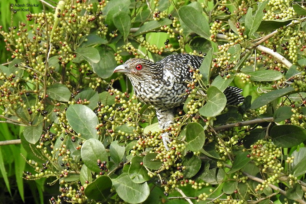 grønnebbkoel - ML622834515