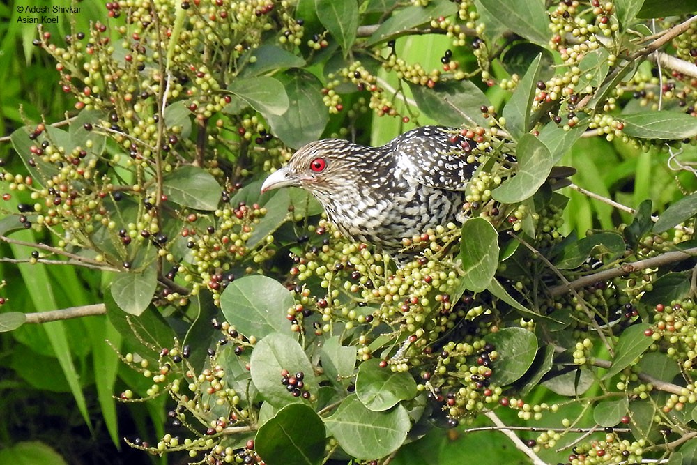 grønnebbkoel - ML622834516