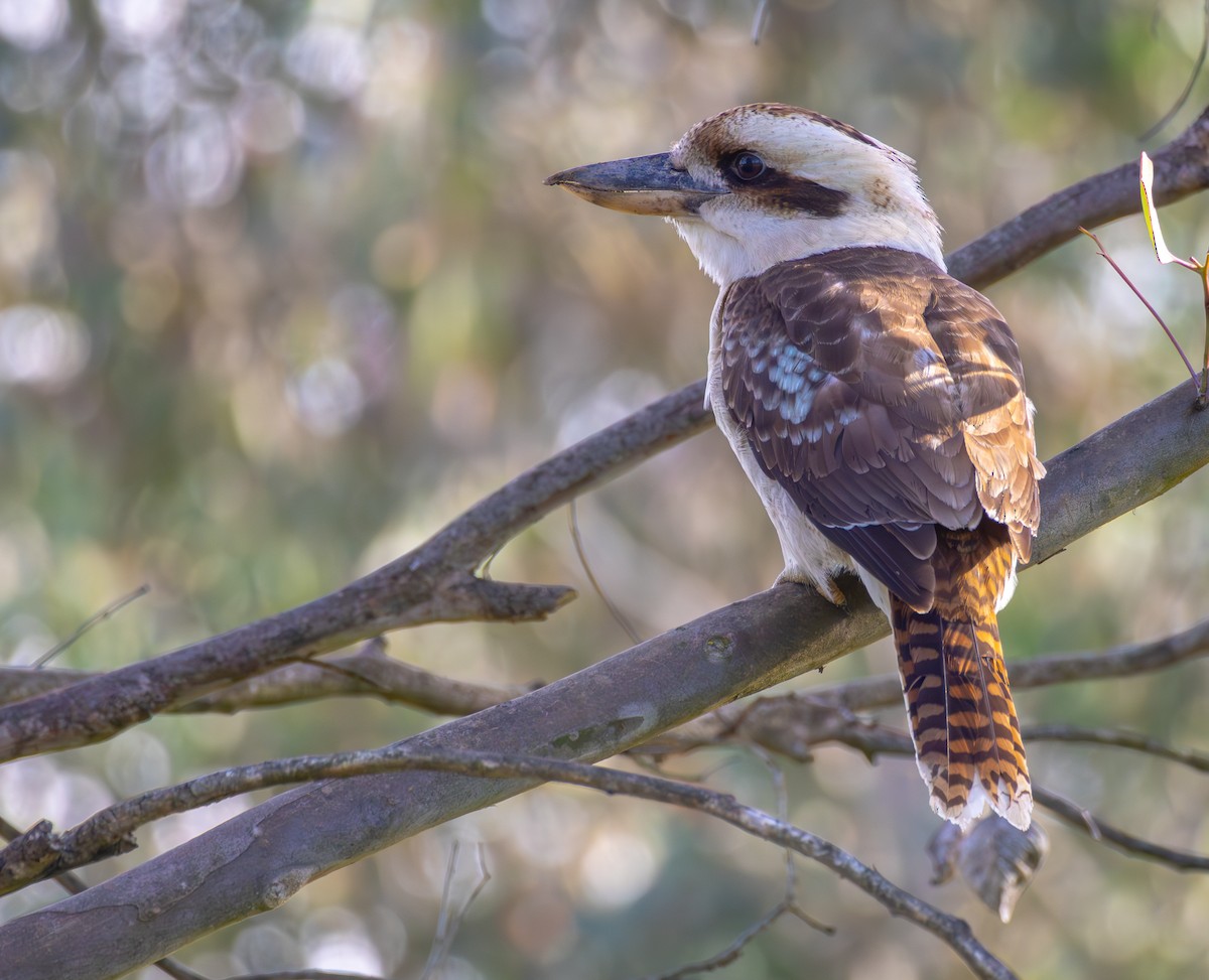 Laughing Kookaburra - ML622834522