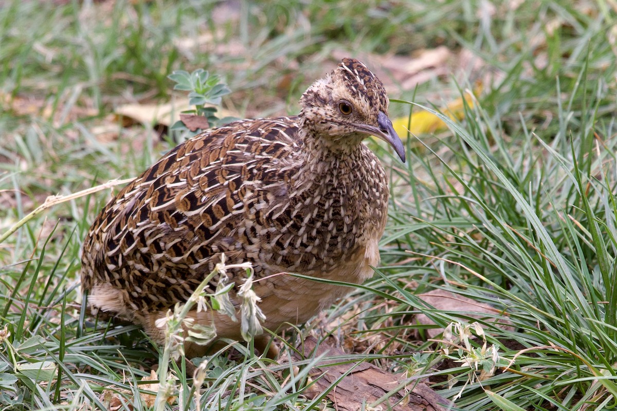 Andean Tinamou - ML622834523