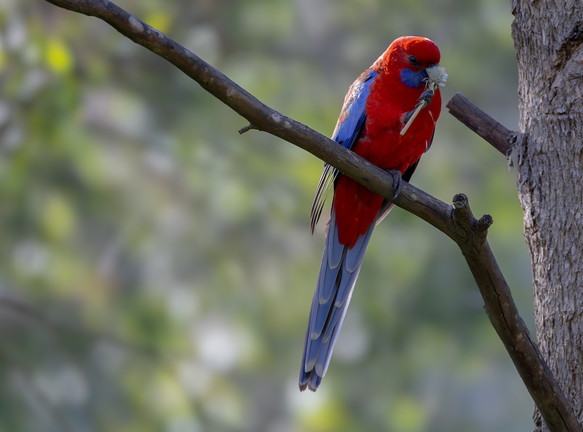 Crimson Rosella - ML622834526