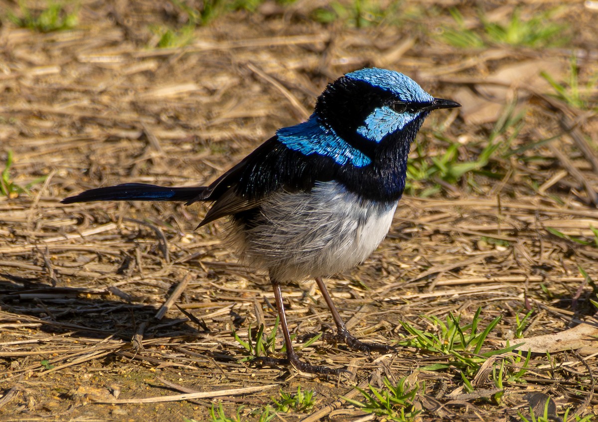 Superb Fairywren - ML622834531