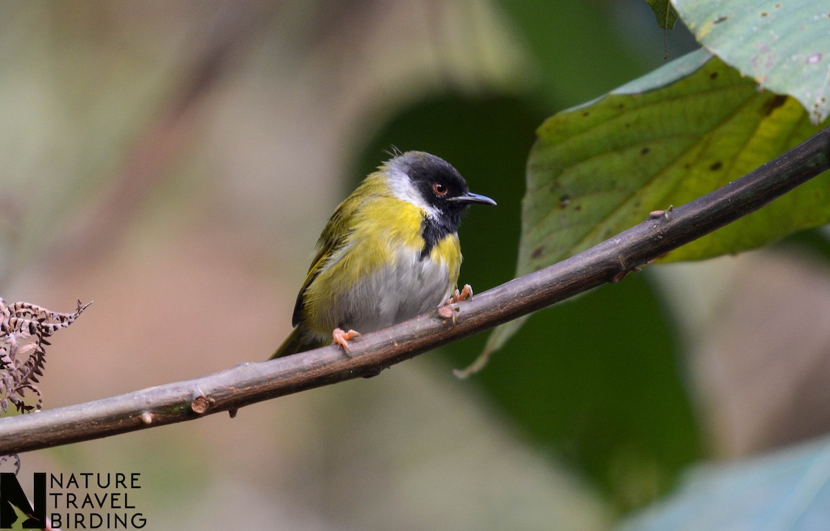 Black-faced Apalis - ML622834545