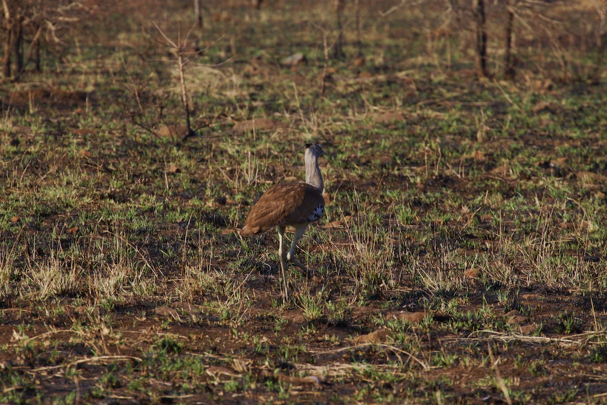 Kori Bustard - ML622834546