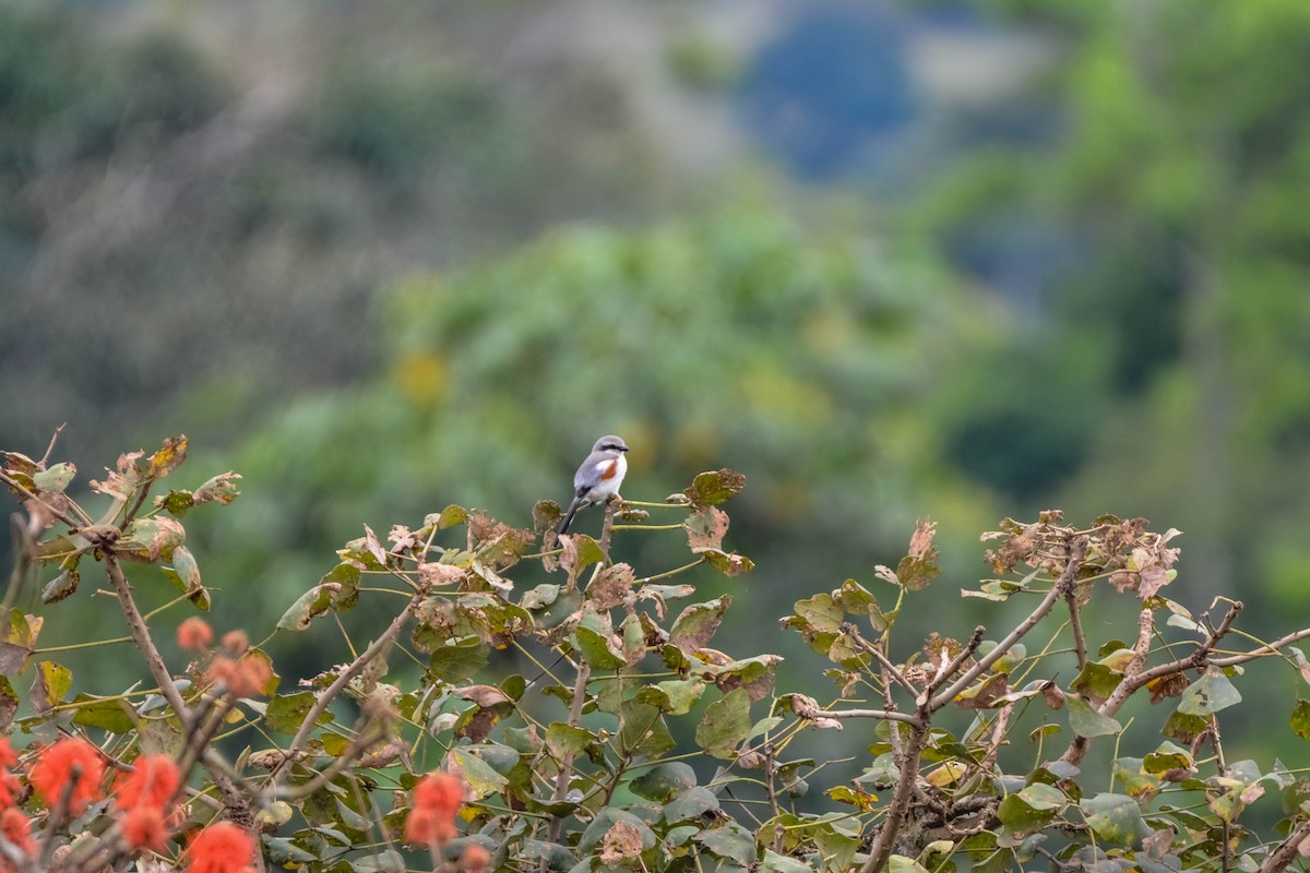 Mackinnon's Shrike - ML622834558