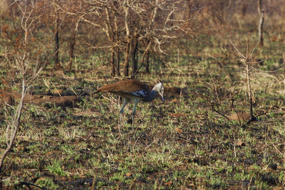 Kori Bustard - ML622834567